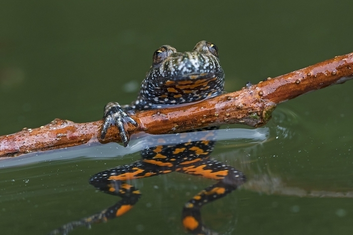 European fire-bellied toad (Bombina bombina) in pond, native to mainland Europe, showing orange spots on underside, by alimdi / Arterra / Sven-Erik Arndt