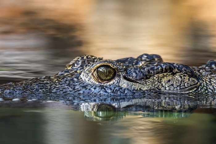 Nile crocodile (Crocodylus niloticus), close-up of head showing eye with vertically slit pupil while floating in water of lake, native to Africa, by alimdi / Arterra / Philippe Clément