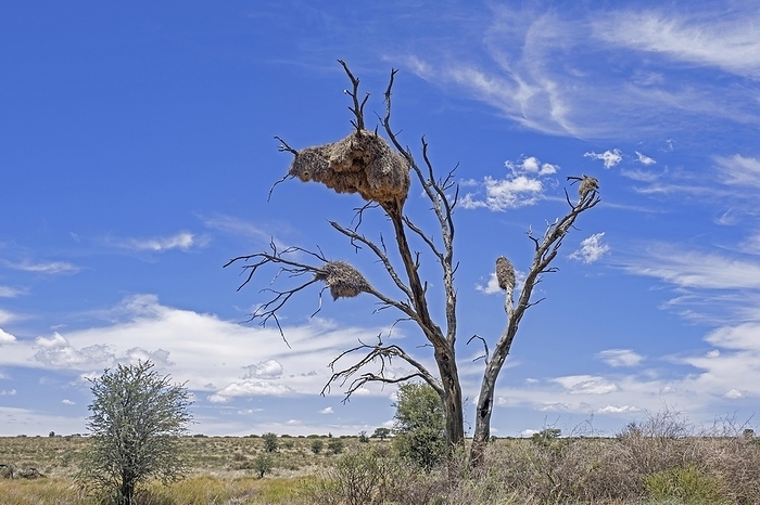 Sociable weaver (Philetairus socius) nesting colony in dead tree in the Kalahari Desert, Kgalagadi Transfrontier Park, Northern Cape, South Africa, Africa, by alimdi / Arterra / Marica van der Meer