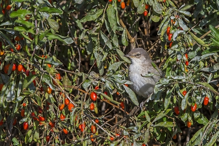 Barred warbler (Curruca nisoria) juvenile perched in Chinese wolfberry to eat the red berries during migration in autumn, fall, Zeeland, Netherlands, by alimdi / Arterra / Philippe Clément