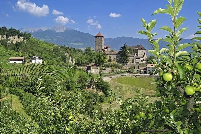 The castle Schloss Tirol and apple orchard at Tirolo, Dorf Tirol, Dolomites, Italy, Europe, by alimdi / Arterra / Philippe Clément