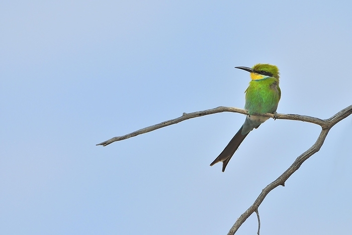 Swallow-tailed Bee-eater (Merops hirundineus) perched in dead tree, South Africa, Africa, by alimdi / Arterra / Loulou Beavers
