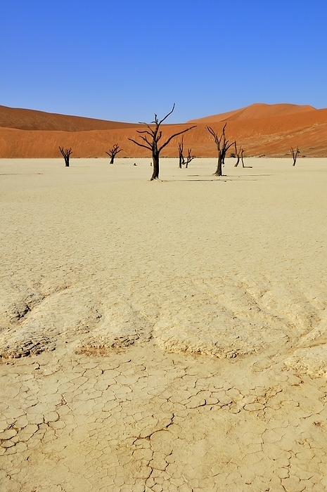 Dead (Acacia erioloba) trees in Deadvlei, Dead Vlei, a white clay pan in the Namib-Naukluft National Park, Namibia, Africa, by alimdi / Arterra / Loulou Beavers