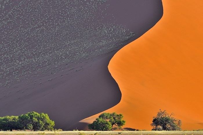 Trees in front of red sand dune of the Sossusvlei, Sossus Vlei in the Namib desert, Namibia, Africa, by alimdi / Arterra / Loulou Beavers