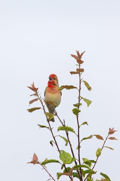 Common rosefinch (Carpodacus erythrinus), scarlet rosefinch male calling from bush, by alimdi / Arterra / Sven-Erik Arndt