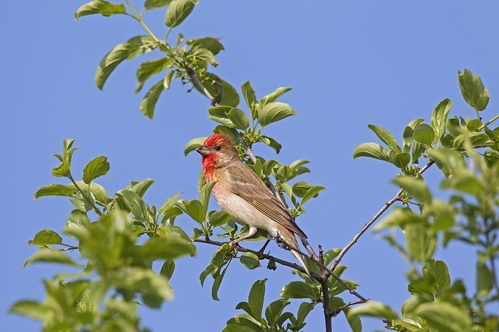 Common rosefinch (Carpodacus erythrinus), scarlet rosefinch male perched in tree, by alimdi / Arterra / Sven-Erik Arndt
