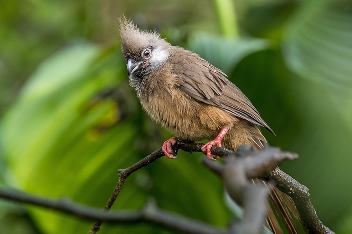 Speckled mousebird (Colius striatus) native to Africa perched in tree, by alimdi / Arterra / Philippe Clément