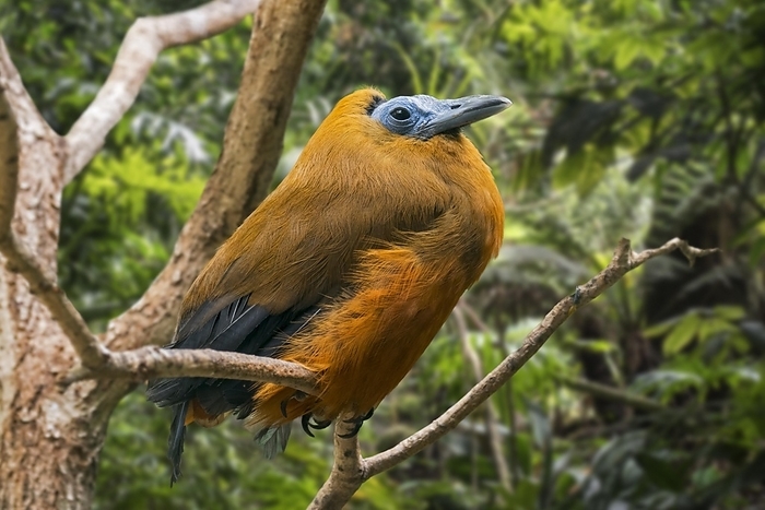 Capuchinbird, calfbird (Perissocephalus tricolor) perched in tree in forest, native to South America, by alimdi / Arterra / Philippe Clément