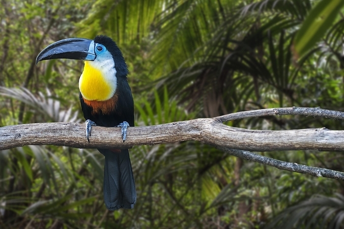 Channel-billed toucan (Ramphastos vitellinus) perched in tree in forest, native to Trinidad and tropical South America, by alimdi / Arterra / Philippe Clément