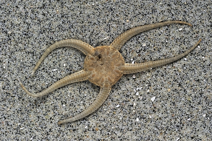 Dead brittle star, serpent star (Ophiura ophiura) on beach, Belgium, Europe, by alimdi / Arterra / Philippe Clément