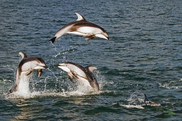 Pacific White-sided Dolphins (Lagenorhynchus obliquidens) (Lagenorhynchus longidens) (Lagenorhynchus ognevi) jumping in the North Pacific Ocean, Canada, North America, by alimdi / Arterra / Loulou Beavers