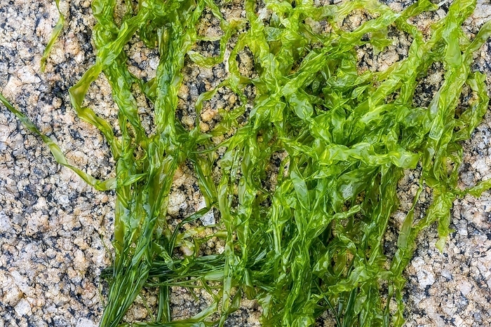 Gutweed, sea lettuce, grass kelp (Ulva intestinalis) (Enteromorpha intestinalis) green alga washed on rocky beach, by alimdi / Arterra / Philippe Clément