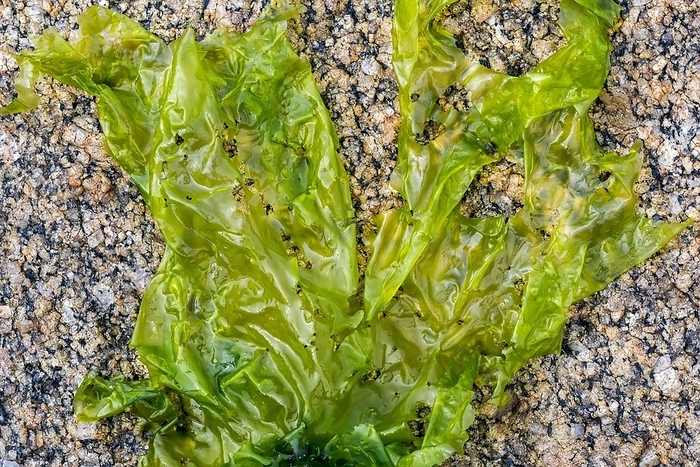 Sea lettuce (Ulva lactuca) edible green alga washed ashore on rocky beach, by alimdi / Arterra / Philippe Clément