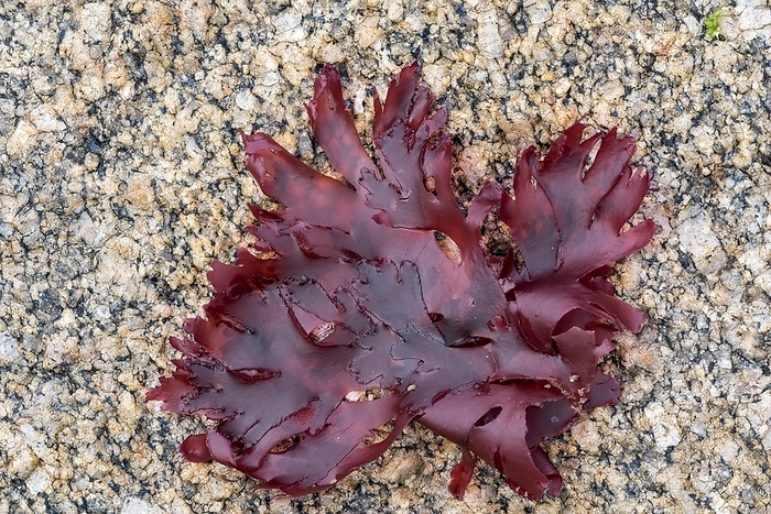 Irish moss, carrageen moss (Chondrus crispus) red alga washed ashore on rocky beach, by alimdi / Arterra / Philippe Clément