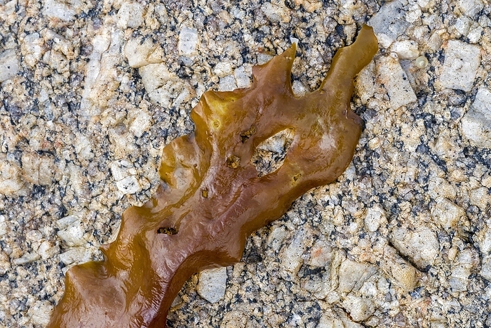 Sugar kelp, sea belt (Laminaria saccharina) Devil's apron brown alga seaweed washed ashore on rocky beach, by alimdi / Arterra / Philippe Clément