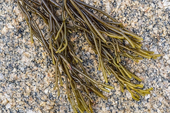 Bifurcaria bifurcata, brown alga seaweed washed ashore on rocky beach, by alimdi / Arterra / Philippe Clément