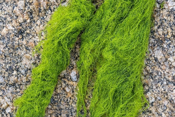 Cladophora rupestris, green alga washed on rocky beach, by alimdi / Arterra / Philippe Clément