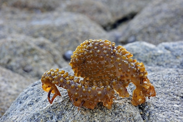 Bulbous holdfast of Furbellow kelp (Saccorhiza polyschides) washed ashore on rocky beach, by alimdi / Arterra / Philippe Clément