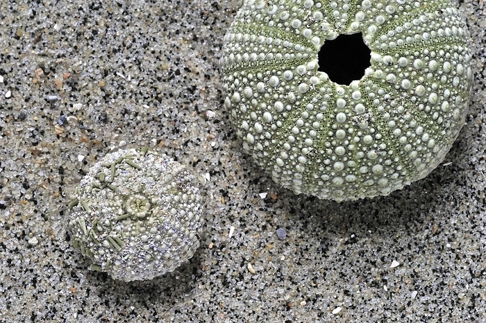 Green sea urchins, shore sea urchin (Psammechinus miliaris) washed on beach, by alimdi / Arterra / Philippe Clément