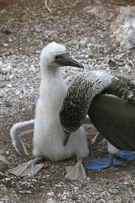 Blue-footed booby (Sula nebouxii excisa) with chick on nest, North Seymour Island, Galápagos Islands, by alimdi / Arterra / Marica van der Meer