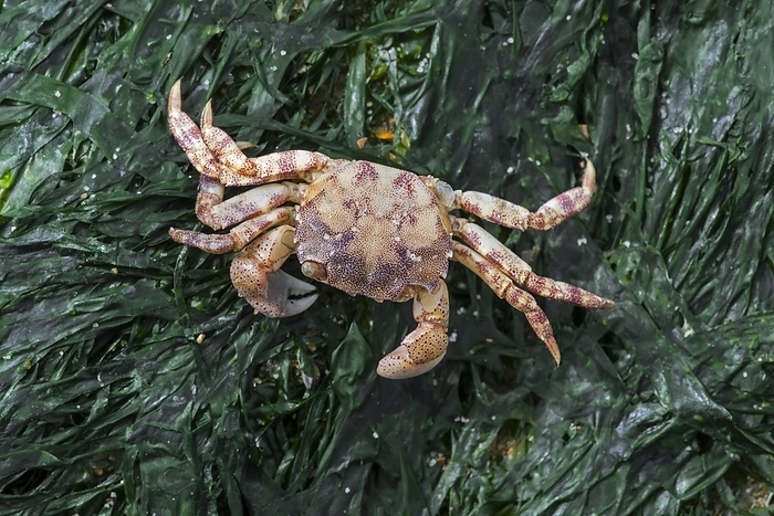 Dead Japanese shore crab (Hemigrapsus sanguineus), Asian shore crab exotic invasive species in North America and Europe but native to East Asia, by alimdi / Arterra / Philippe Clément
