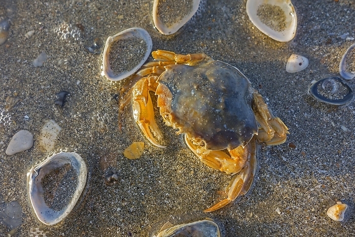 Dead flying crab (Liocarcinus holsatus) (Polybius holsatus) washed ashore on the beach along the North Sea coast, by alimdi / Arterra / Philippe Clément