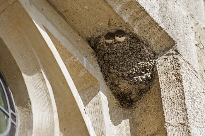 Common house martin (Delichon urbicum) nest with two chicks in eaves of building, by alimdi / Arterra / Johan De Meester