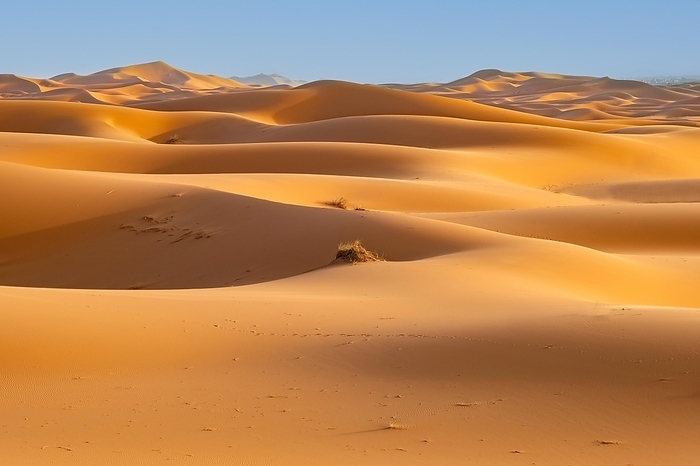 Wind-swept sand dunes of Erg Chebbi in the Sahara Desert near Merzouga, Drâa-Tafilalet, Errachidia, Morocco, Africa, by alimdi / Arterra / Marica van der Meer