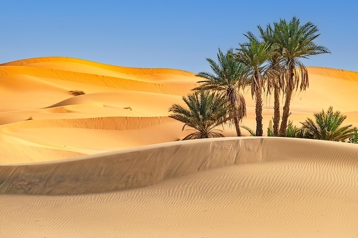 Date (Phoenix dactylifera) palms in wind-swept sand dunes of Erg Chebbi in the Sahara Desert near Merzouga, Drâa-Tafilalet, Errachidia, Morocco, Africa, by alimdi / Arterra / Marica van der Meer