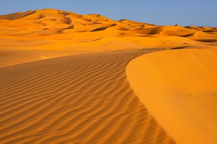 Sand ripples on wind-swept sand dune of Erg Chebbi in the Sahara Desert at sunset near Merzouga, Drâa-Tafilalet, Errachidia, Morocco, Africa, by alimdi / Arterra / Marica van der Meer