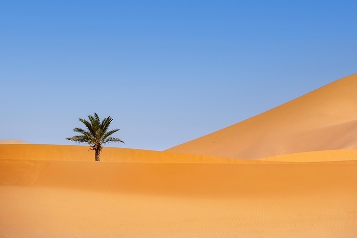Date (Phoenix dactylifera) palm in wind-swept sand dune of Erg Chebbi in the Sahara Desert near Merzouga, Drâa-Tafilalet, Errachidia, Morocco, Africa, by alimdi / Arterra / Marica van der Meer