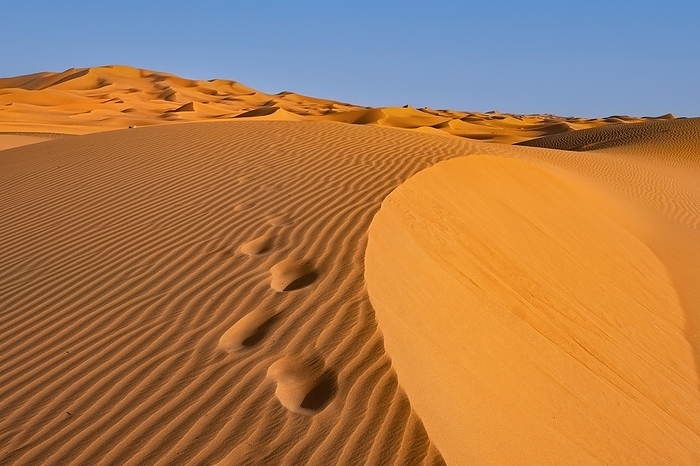 People's footsteps in sand dune of Erg Chebbi in the Sahara Desert near Merzouga, Drâa-Tafilalet, Errachidia, Morocco, Africa, by alimdi / Arterra / Marica van der Meer