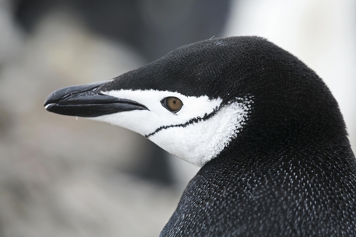 Chinstrap penguin (Pygoscelis antarcticus) close-up, Barrientos Island, South Shetland Islands, Antarctica, by alimdi / Arterra / Marica van der Meer