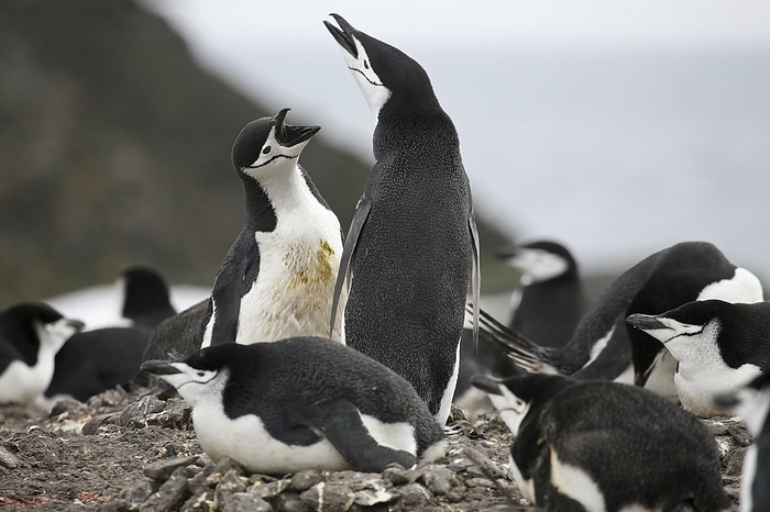 Chinstrap penguin (Pygoscelis antarcticus) protecting nest against intruder on Barrientos Island, South Shetland Islands, Antarctica, by alimdi / Arterra / Marica van der Meer
