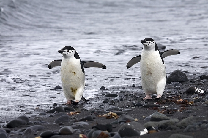 Two Chinstrap penguins (Pygoscelis antarcticus) walking on beach, Barrientos Island, South Shetland Islands, Antarctica, by alimdi / Arterra / Marica van der Meer