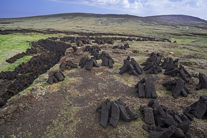 Peat extraction in bog, moorland showing piles of harvested peat drying to be used as traditional fuel, Shetland Islands, Scotland, UK, by alimdi / Arterra / Philippe Clément