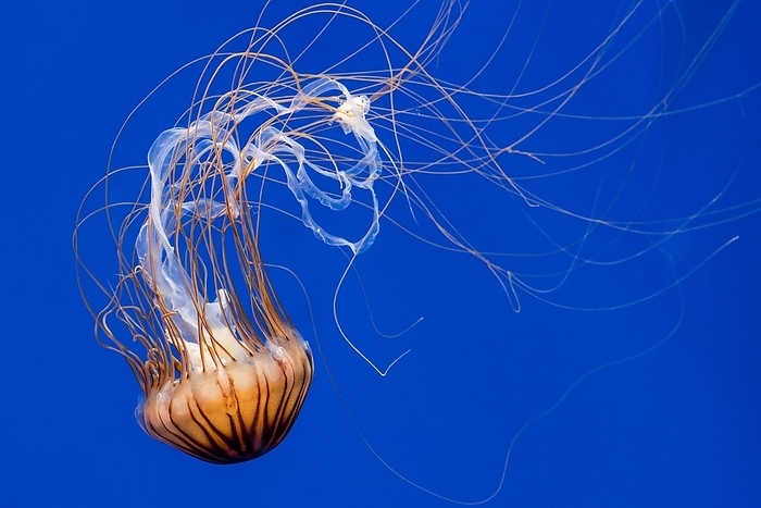 Japanese sea nettle (Chrysaora pacifica) jellyfish swimming underwater showing long trailing tentacles, by alimdi / Arterra / Philippe Clément