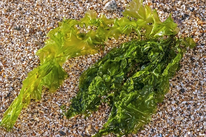 Gutweed, grass kelp (Enteromorpha intestinalis) (Ulva intestinalis) green alga washed ashore on rock along the coast, by alimdi / Arterra / Philippe Clément