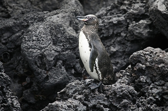 Galapagos penguin (Spheniscus mendiculus) on lava beach, Floreana island, Galápagos Islands, Ecuador, Latin America, South America, by alimdi / Arterra / Marica van der Meer