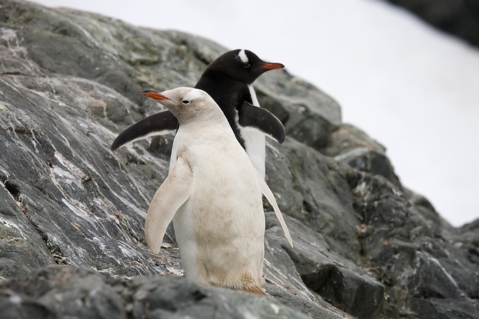 Leucistic Gentoo Penguin (Pygoscelis papua) at Almirante Brown, Antarctica, by alimdi / Arterra / Marica van der Meer