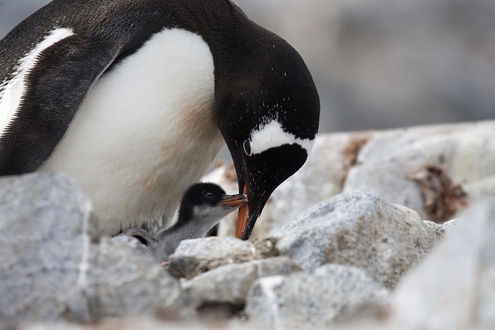 Gentoo Penguin (Pygoscelis papua) with chicks on nest in rookery at Petermann Island, Antarctica, by alimdi / Arterra / Marica van der Meer