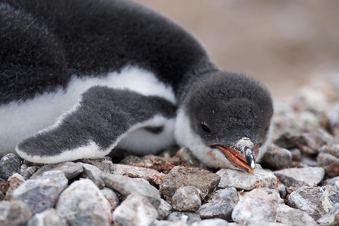 Gentoo Penguin (Pygoscelis papua) chick on nest in rookery at Port Lockroy, Antarctica, by alimdi / Arterra / Marica van der Meer