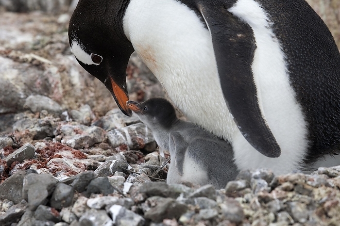 Gentoo Penguin (Pygoscelis papua) with chicks on nest in rookery at Port Lockroy, Antarctica, by alimdi / Arterra / Marica van der Meer