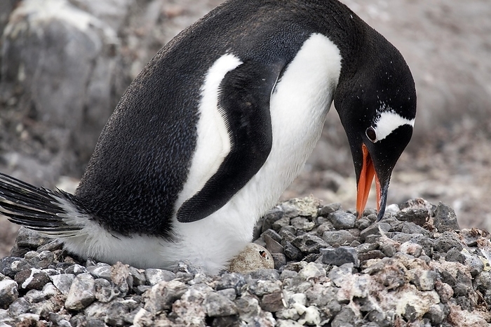 Gentoo Penguin (Pygoscelis papua) with chick hatching from egg in nest at rookery, Wiencke Island, Palmer Archipelago, Antarctica, by alimdi / Arterra / Marica van der Meer