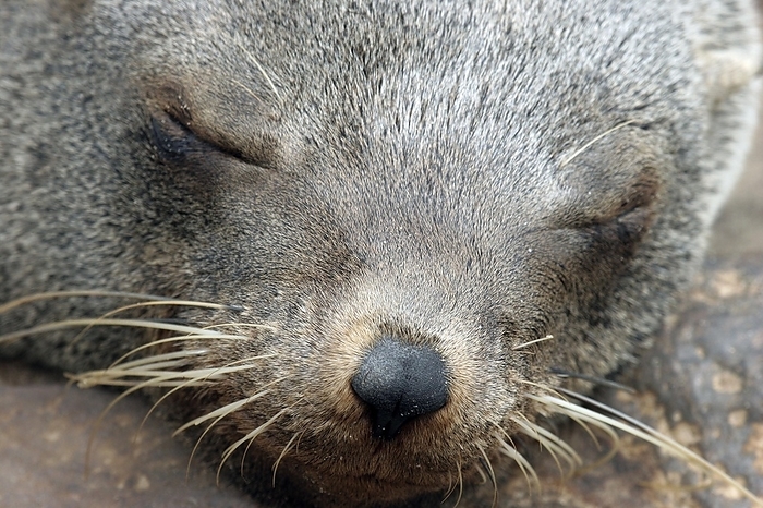 Close up of sleeping brown fur seal (Arctocephalus pusillus pusillus), Cape Cross, Namibia, South Africa, Africa, by alimdi / Arterra / Marica van der Meer