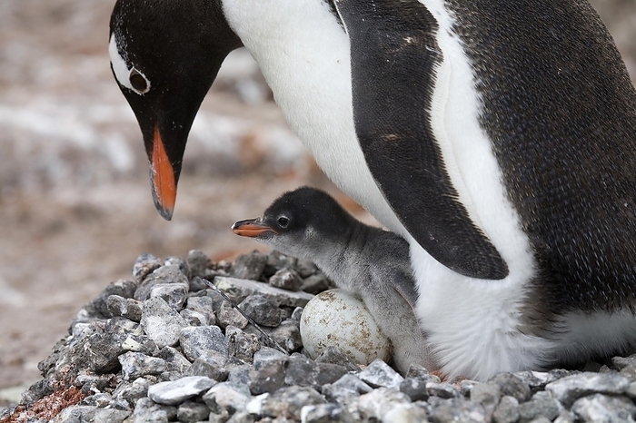 Gentoo Penguin (Pygoscelis papua) with chick and egg in nest in rookery at Port Lockroy, Antarctica, by alimdi / Arterra / Marica van der Meer