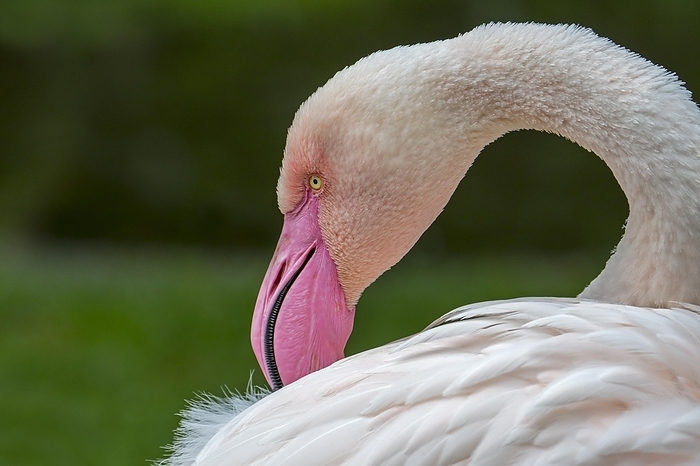 Close-up portrait of greater flamingo (Phoenicopterus roseus) preening feathers with pink beak, by alimdi / Arterra / Philippe Clément