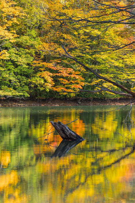 Autumn leaves reflected on the mirrored surface of the ponds and lakes of Jyuniko, a group of lakes and marshes located in the western part of the Shirakami Mountains in Fukaura-cho, Nishitsugaru-gun, Aomori Prefecture, Japan