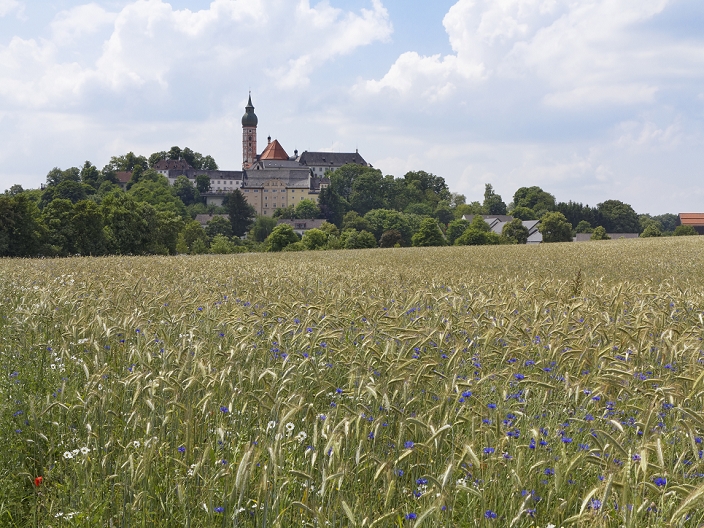 Germany, Bavaria, Upper Bavaria, Grain field with cornflowers, Andechs Abbey