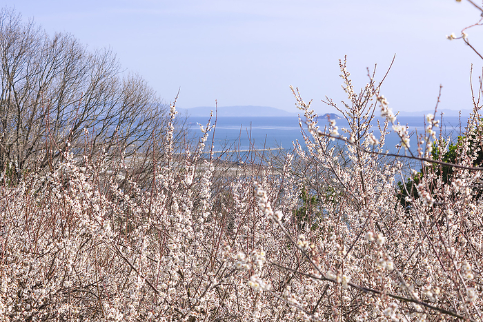 Ayabeyama Plum Grove Tatsuno City, Hyogo Prefecture Umegorin with a view of the sea 